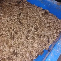لارو مگس سرباز - جوجه کشی موفق