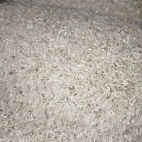 برنج کاظم هاشمی و طارم هاشمی و نیم دانه موجود است