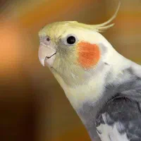 عروس هلندی نابغه