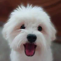 پانسیون خانگی حیوانات با مراقبت ویژه|خدمات پیشه و مهارت|تهران, خاک سفید|دیوار