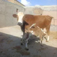 گاو شیری سیمینتال