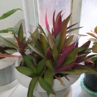 گل آپارتمانی