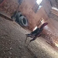 خروس لاری اصیل