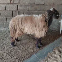 توقلی چاق کشتاری نر