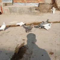 کبوتر|پرنده|ایلخچی, |دیوار