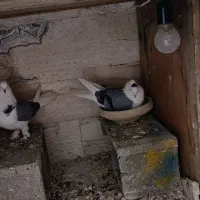 کبوتر پشت سبز