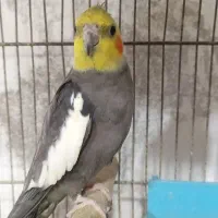 عروس هلندی گمشده