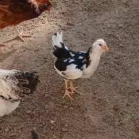 جوجه مرغ گلین پنگوئنی
