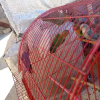 طوطی برزیلی های زیبا|پرنده|سقز, |دیوار