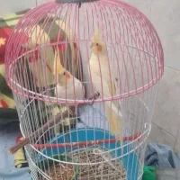 عروس هلندی|پرنده|ایرانشهر, |دیوار