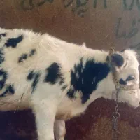 گاو و گوساله ماده سیمینتال|حیوانات مزرعه|هرسین, |دیوار