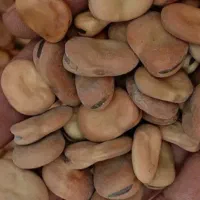 باقلای بذری