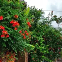 همخونه میشم خونه ندارم