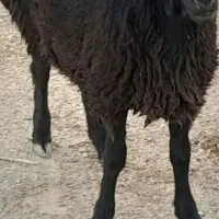 گوسفند وبز|حیوانات مزرعه|پاکدشت, پاکدشت (مامازند)|دیوار