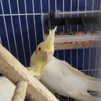 عروس هلندی لوتینو|پرنده|بهبهان, |دیوار