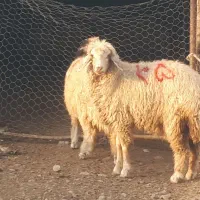 بره ماده