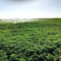 زمین کشاورزی آبی دیواندره سیستم آبیاری بارانی|فروش دفتر صنعتی، کشاورزی، تجاری|دیواندره, |دیوار