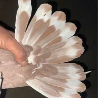 سه تا نر سرخ کاکولی مور دمگیر دمدار|پرنده|اصفهان, جاوان|دیوار