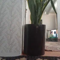 سانسوریا