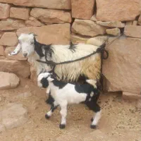 بز بیگ|حیوانات مزرعه|اندیکا, |دیوار