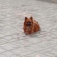 سگ گمشده