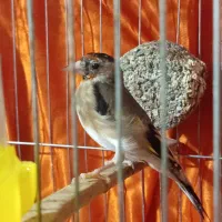 سهره نر کرمانشاه