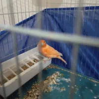 قناری ردفاکتوروفنچ گلدین|پرنده|فردیس, منظریه|دیوار