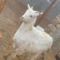 بزغاله ماده لنگه دوقلو