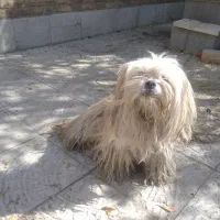 واگذاری سگ|سگ|اصفهان, فرهنگیان|دیوار