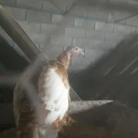 فروش بوقلمون ماده درشت
