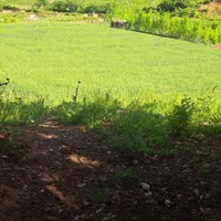 فروش زمین باغی|اجارهٔ دفتر صنعتی، کشاورزی، تجاری|رامیان, |دیوار