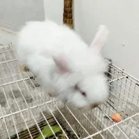 خرگوش لوپ چشم شرابی