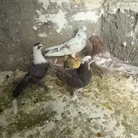 ۴تا پرشی|پرنده|شیروان (خراسان), |دیوار