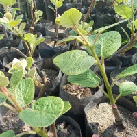 نهال کیوی هاروارد طلایی با پایه خیاری