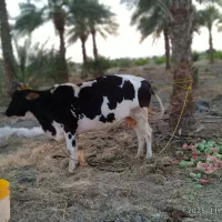 گاو ابستن فروشی هشتبندی