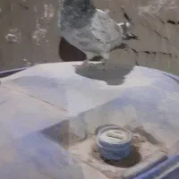 یک کبوتر کله‌ای|پرنده|سراوان, |دیوار