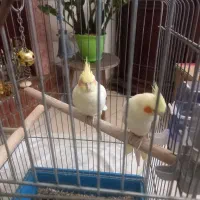 عروس هلندی لوتینو نر و ماده|پرنده|تهران, توحید|دیوار