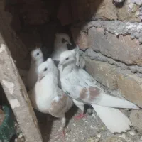 چهار تا کبوتر شونی