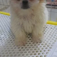 واگذاری توله سگ عروسکی نژاد شیرانین|سگ|رفسنجان, |دیوار