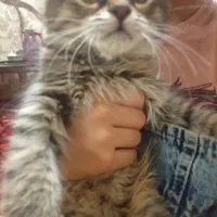 واگذاری گربه