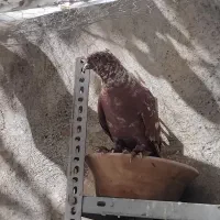 کبوتر راعبی نر جوان