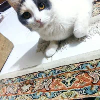 هر دو گربه رایگان واگذار میشه ماده هستن|گربه|گلبهار, شهر جدید گلبهار|دیوار