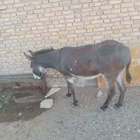 خری جوان وارام