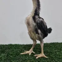 تانکر آهنی 2000لیتر سالم