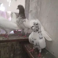 کبوتر|پرنده|تبریز, |دیوار