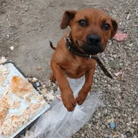 پیت بول ماده ۳ ماه