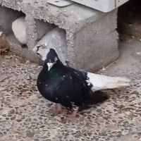 کبوتر دم سفید