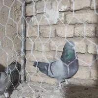 کبوتر پر زنگی|پرنده|بن, |دیوار