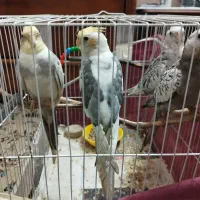 عروس هلندی ۲ ماه