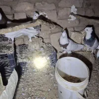 کفتر طوقی پاک|پرنده|قائن, |دیوار